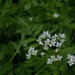 Cardamine amère_238