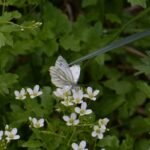 Piéride du navet_220