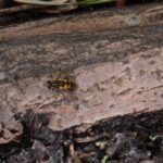 Hélophile suspendu_235