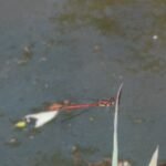 Nymphe au corps de feu_254