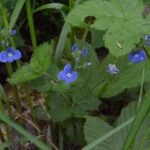 Cresson de cheval_243