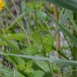 Lotier des marais_310