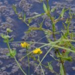 Lotier des marais_311