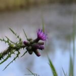 Chardon faux-acanthe_308