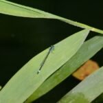 Agrion élégant_328