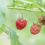 Framboisier_330