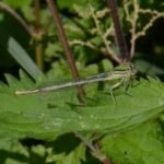 Agrion à larges pattes_318