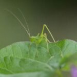 Leptophye ponctuée_327