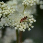 Téléphore fauve_324