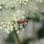 Téléphore fauve_325