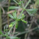 Gaillet gratteron_321