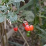 Morelle douce-amère_364