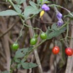 Morelle douce-amère_365