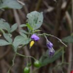 Morelle douce-amère_366