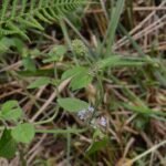 Menthe aquatique_360