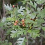 Aubépine monogyne_373