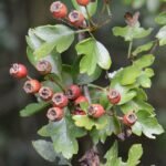 Aubépine monogyne_374