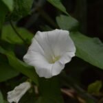 Liseron des haies_375