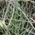 Prêle des champs_382