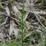 Prêle des champs_383