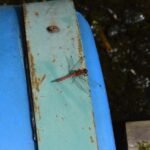 Sympétrum sanguin_379