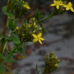 Millepertuis perforé_359