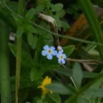 Myosotis des marais_380