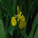 Iris des marais_1