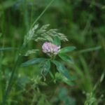 Trèfle des prés_78
