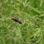 Cantharide commune_80