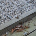 Grenouille rousse_82