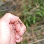 Grenouille rousse_83