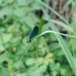 Caloptéryx vierge_85