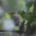 Rougegorge familier_1996