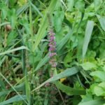 Salicaire commune_90