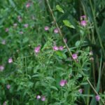 Epilobe hirsute_88