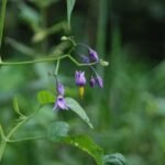 Morelle douce-amère_95