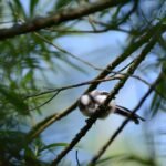 Orite à longue queue_2004