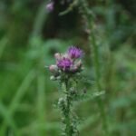 Chardon faux-acanthe_99