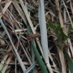 Grenouille rousse_84