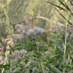 Eupatoire chanvrine_402