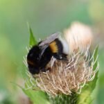 Bourdon terrestre_403