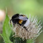 Bourdon terrestre_404