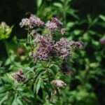 Eupatoire chanvrine_108