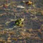 Grenouille rieuse_106