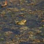 Grenouille rieuse_107