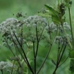 Herbe aux goutteux_110