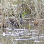 Gallinule poule-d&rsquo;eau_421