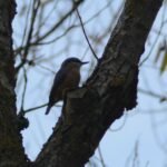 Sittelle torchepot_424