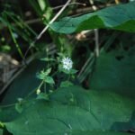 Stellaire aquatique_112